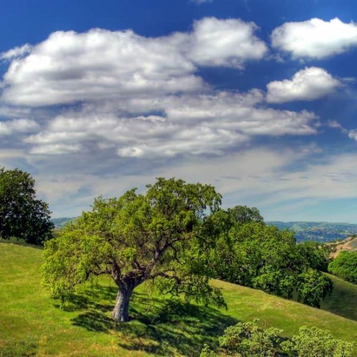 lone tree standing on hillside