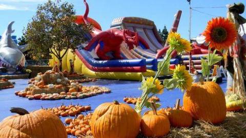 ABC Tree Farms Pumpkin Patch
