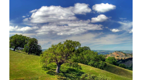 California Fitcations