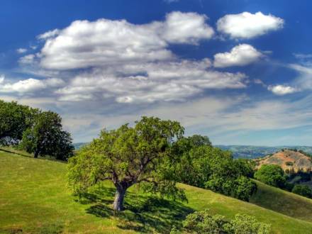 lone tree standing on hillside
