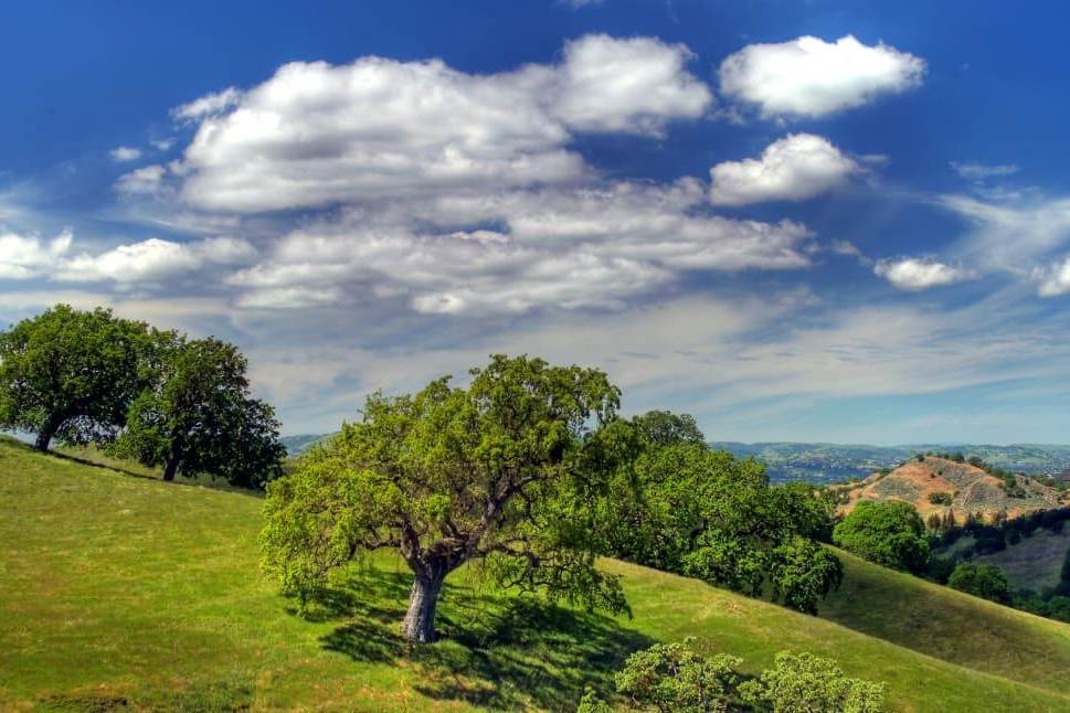 lone tree standing on hillside