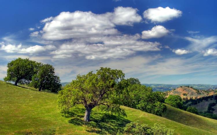 lone tree standing on hillside