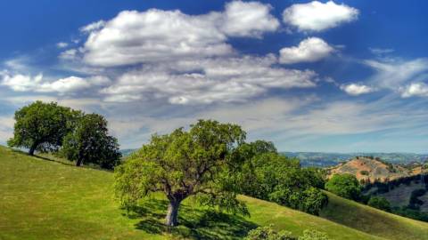 lone tree standing on hillside