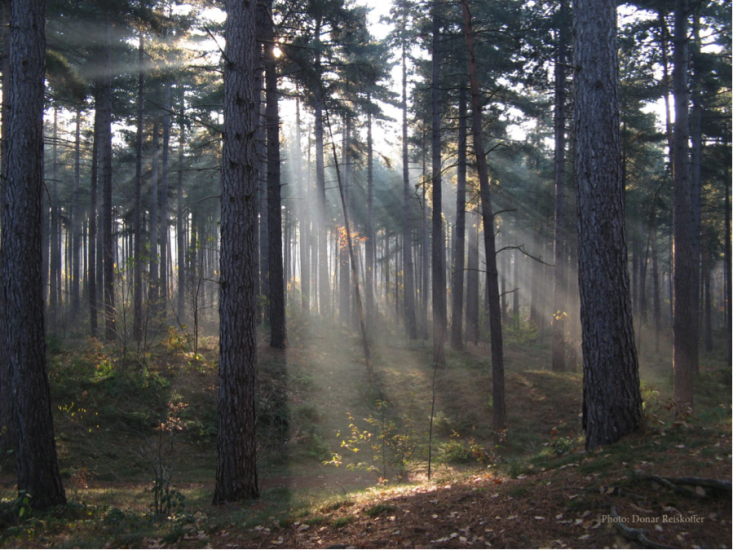 light shining between trees