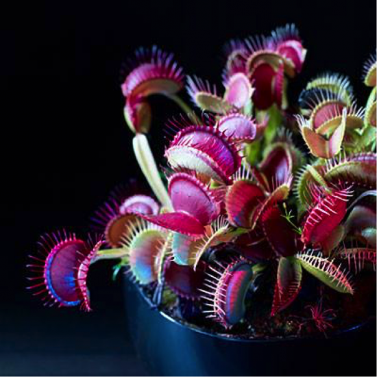 venus fly traps