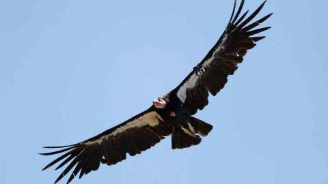 Flock of California condors fly through Contra Costa County for first time in a century