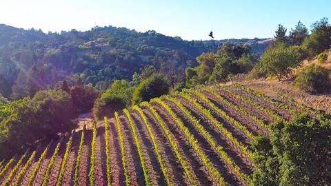 Discover Lamorinda AVA: The East Bay’s Best Hidden Secret