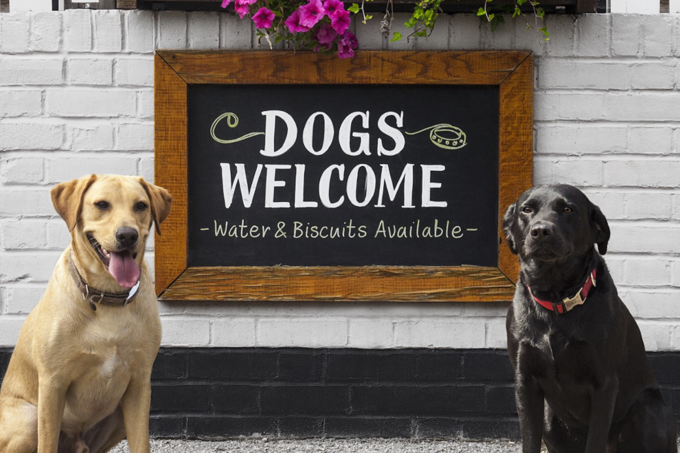 Our Favorite Dog Friendly Spots in Concord Visit Concord