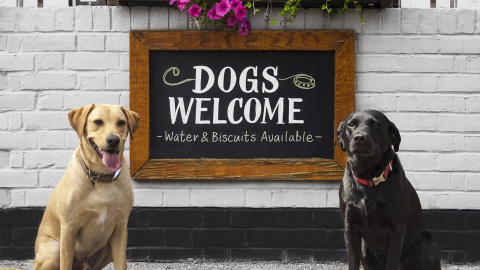 Our Favorite Dog-Friendly Spots in Concord