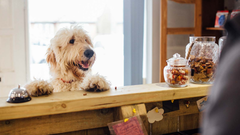 A Dog Friendly Concord: Where to Eat, Stay and Play