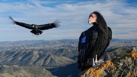 First Flock in 100 Years: Six California Condors Visit Mount Diablo and Contra Costa County