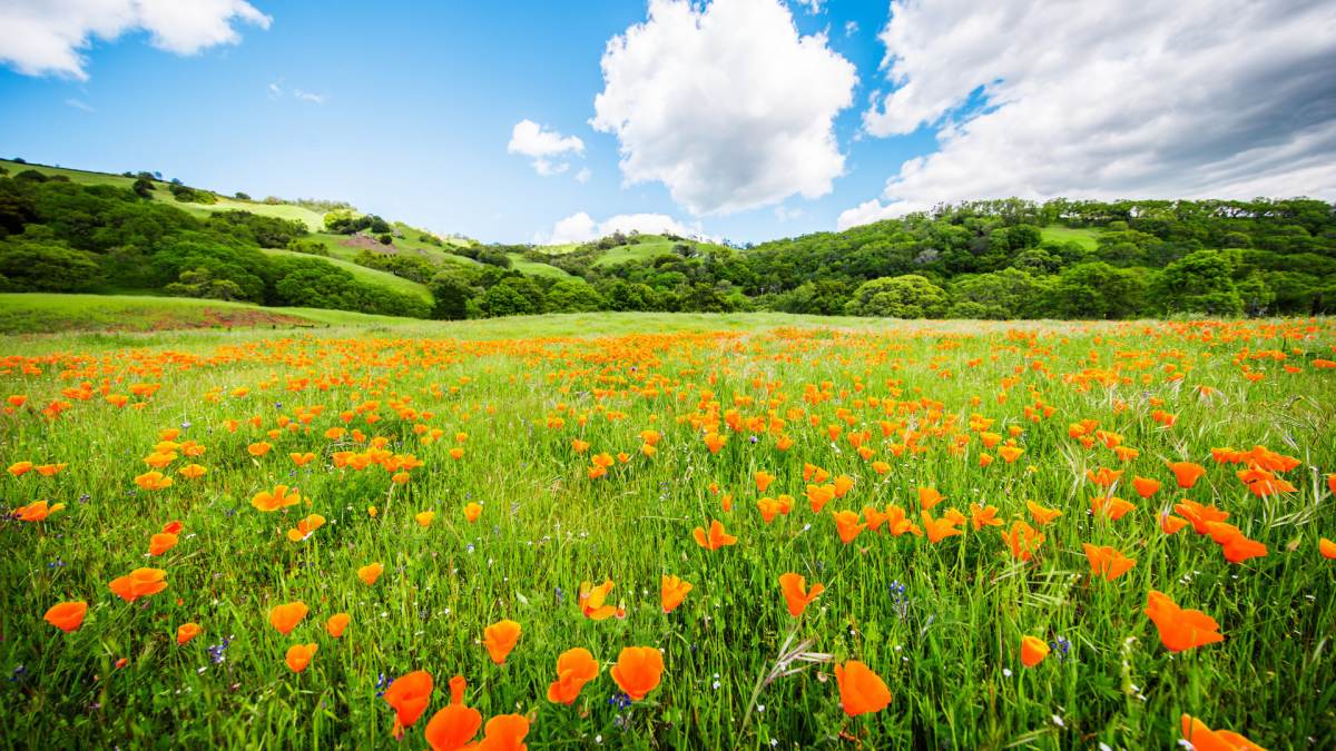 green field orange flowers