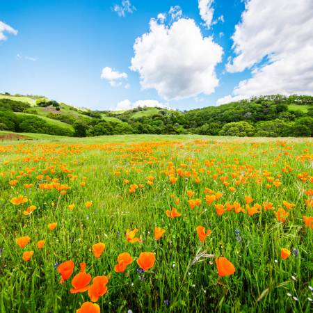 green field orange flowers