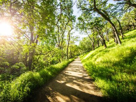 Well maintained hillside hiking path cutting through green grass and tall trees