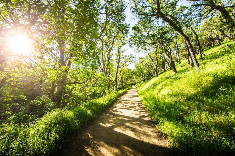 Well maintained hillside hiking path cutting through green grass and tall trees