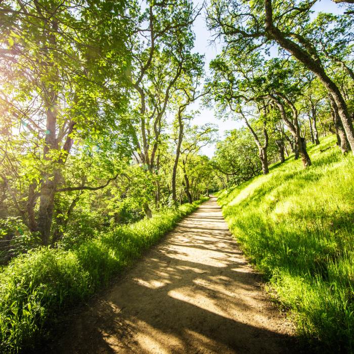 Well maintained hillside hiking path cutting through green grass and tall trees