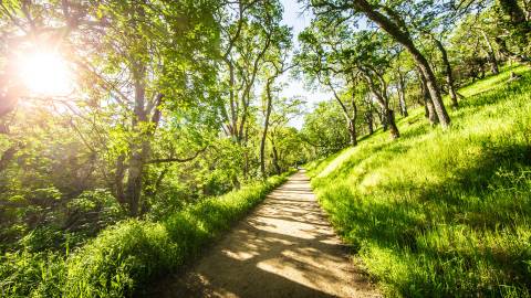 Well maintained hillside hiking path cutting through green grass and tall trees