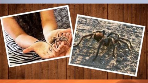 Tarantula Trek for Families